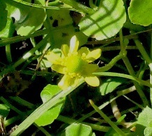 Halerpestes cymbalaria
