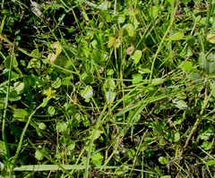 Halerpestes cymbalaria