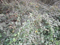 Rubus ursinus macropetalus