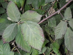 Rubus ursinus macropetalus