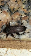 Alleculina