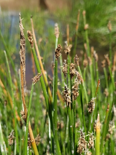iNaturalist observation photo of Pale Spikerush