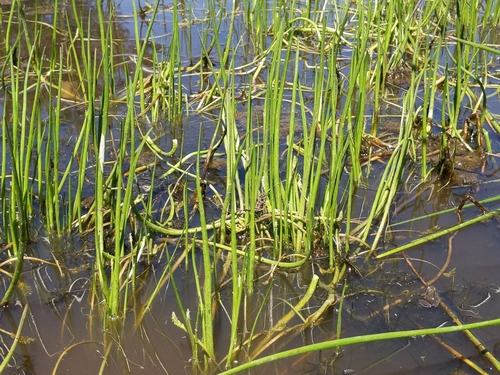 iNaturalist observation photo of flowering-quillwort