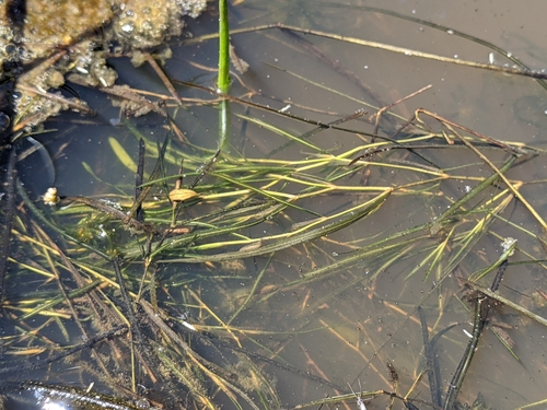 iNaturalist observation photo of Pondweeds