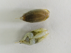 Emerita benedicti
