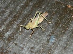 Tettigoniidae