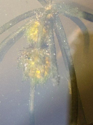 iNaturalist observation photo of Nitella clavata