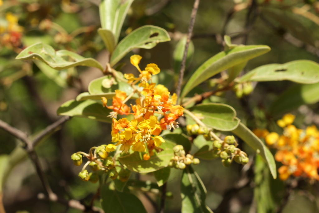 Byrsonima cydoniifolia