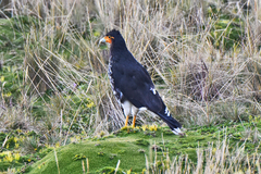 Daptrius carunculatus