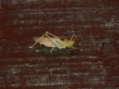 Tettigoniidae