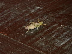 Tettigoniidae