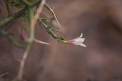 Menodora spinescens mohavensis