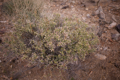 Menodora spinescens mohavensis