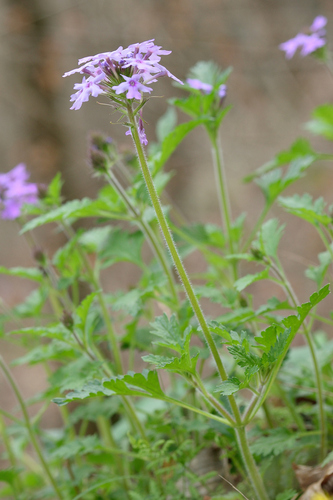 rose vervain
