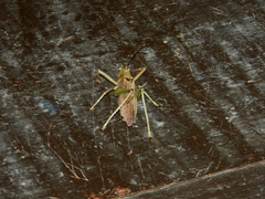 Tettigoniidae