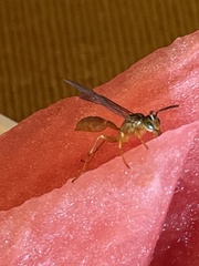 Agelaia centralis image