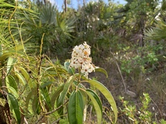 Miconia bicolor