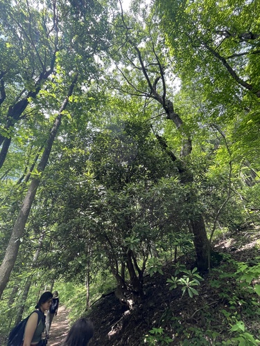 Rhododendron maximum