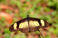 Acraea jodutta