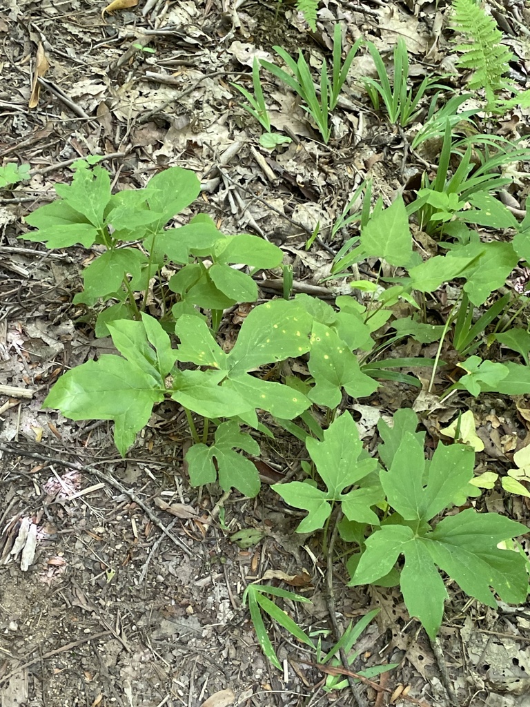 rattlesnake roots from Byron Herbert Reece, Blairsville, GA, US on May ...