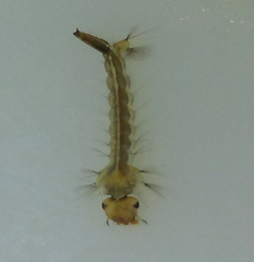Aedes vexans