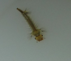 Aedes vexans