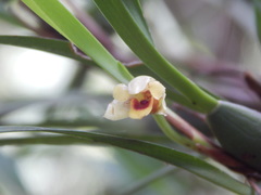 Maxillaria variabilis