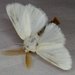 Brown-tail Moth - Photo (c) Stuart Tingley, some rights reserved (CC BY-NC), uploaded by Stuart Tingley