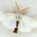 Euproctis chrysorrhoea - Photo (c) Stuart Tingley,  זכויות יוצרים חלקיות (CC BY-NC), uploaded by Stuart Tingley