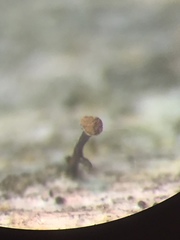 Chaenotheca xyloxena