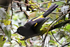 Cacicus chrysonotus