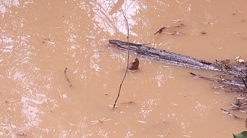 Southeast Asian Leaf Turtle