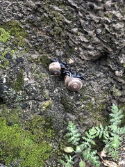 Cahuillus indioensis