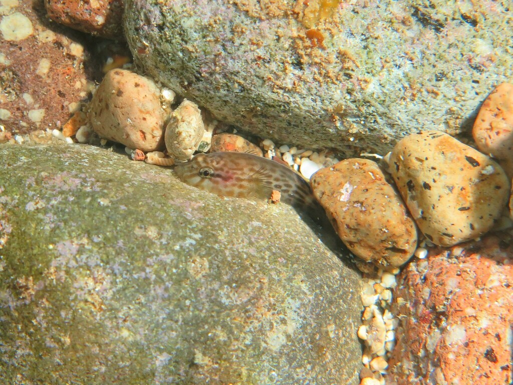 Blackfin clingfish (Gobiesox nigripinnis) — Gobiesocidae