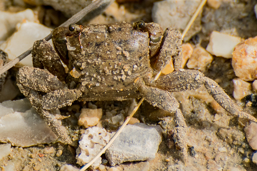 Squareback Marsh Crab, photo 6 of 10
