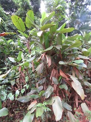 Ischnosiphon obliquus