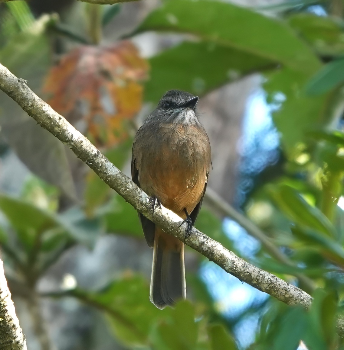 Santa Marta Bush Tyrant (Myiotheretes pernix), photo 3