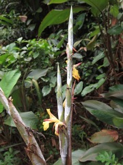 Ischnosiphon obliquus