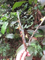 Ischnosiphon obliquus