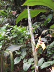 Ischnosiphon obliquus