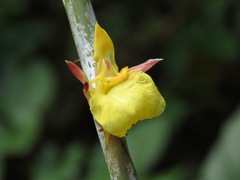 Ischnosiphon obliquus