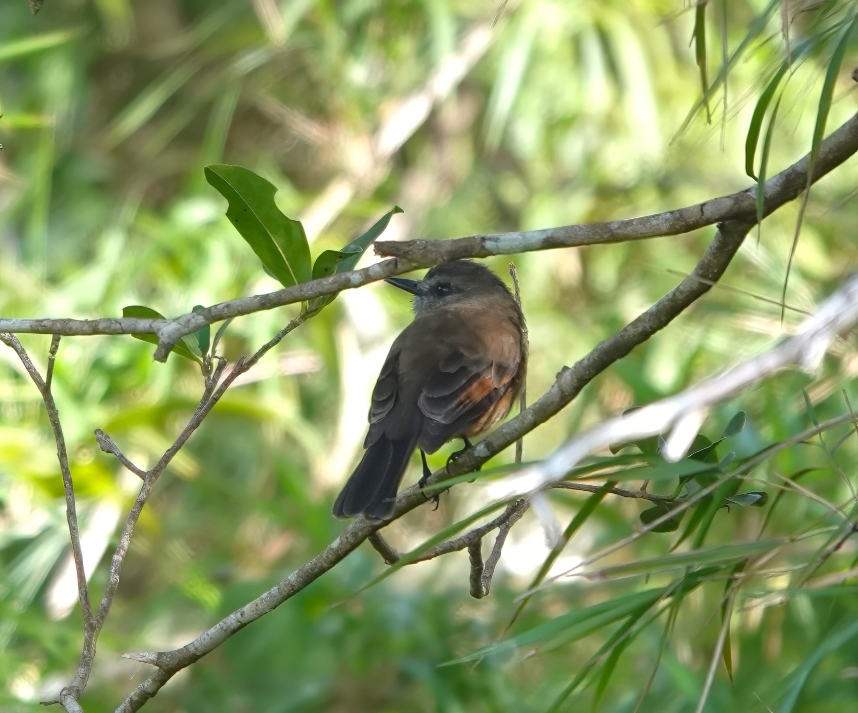 Santa Marta Bush Tyrant (Myiotheretes pernix), photo 4
