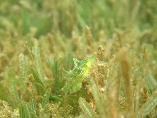 Dwerglipvis (Doratonotus megalepis) — Labridae