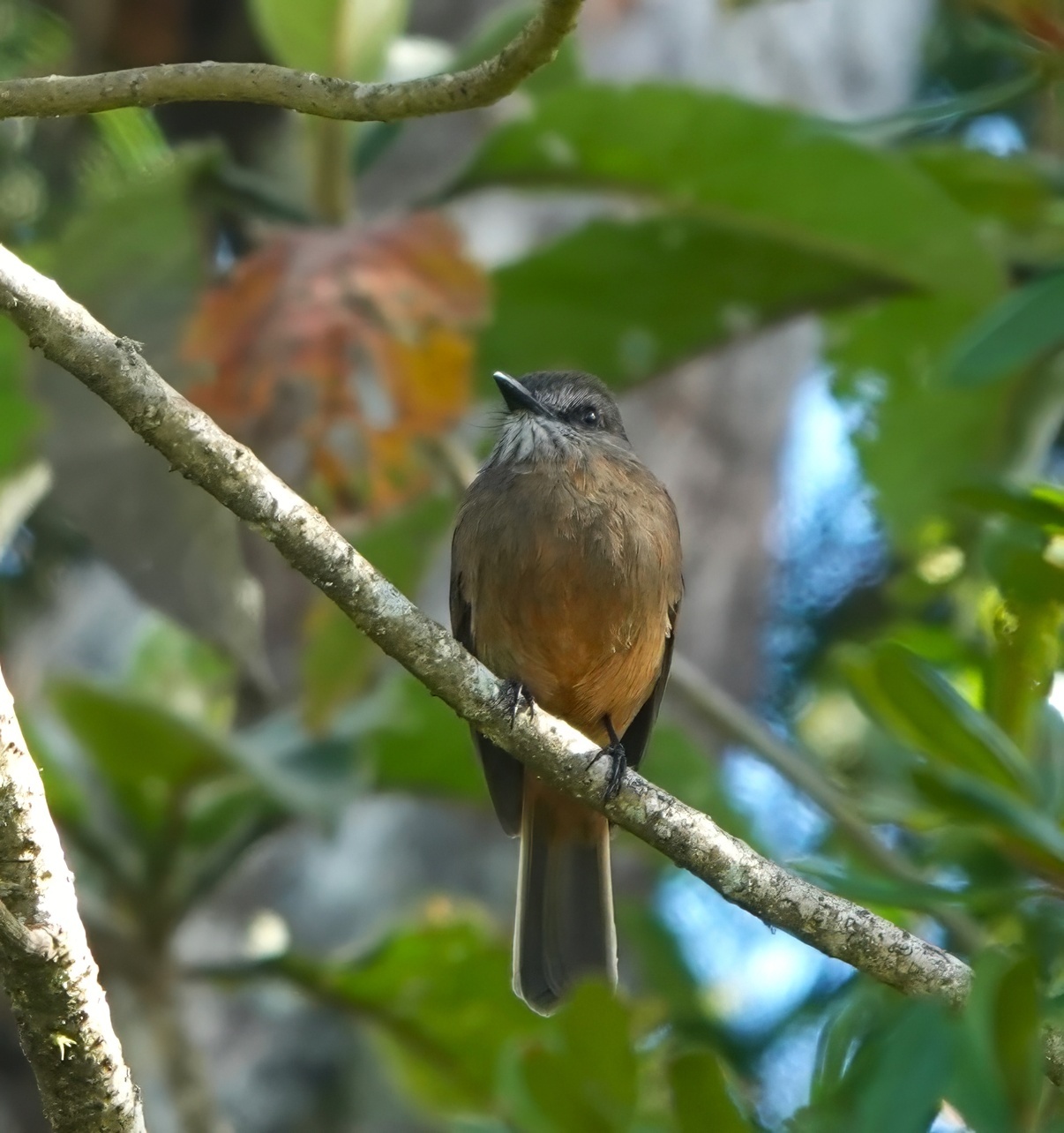 Santa Marta Bush Tyrant (Myiotheretes pernix), photo 8