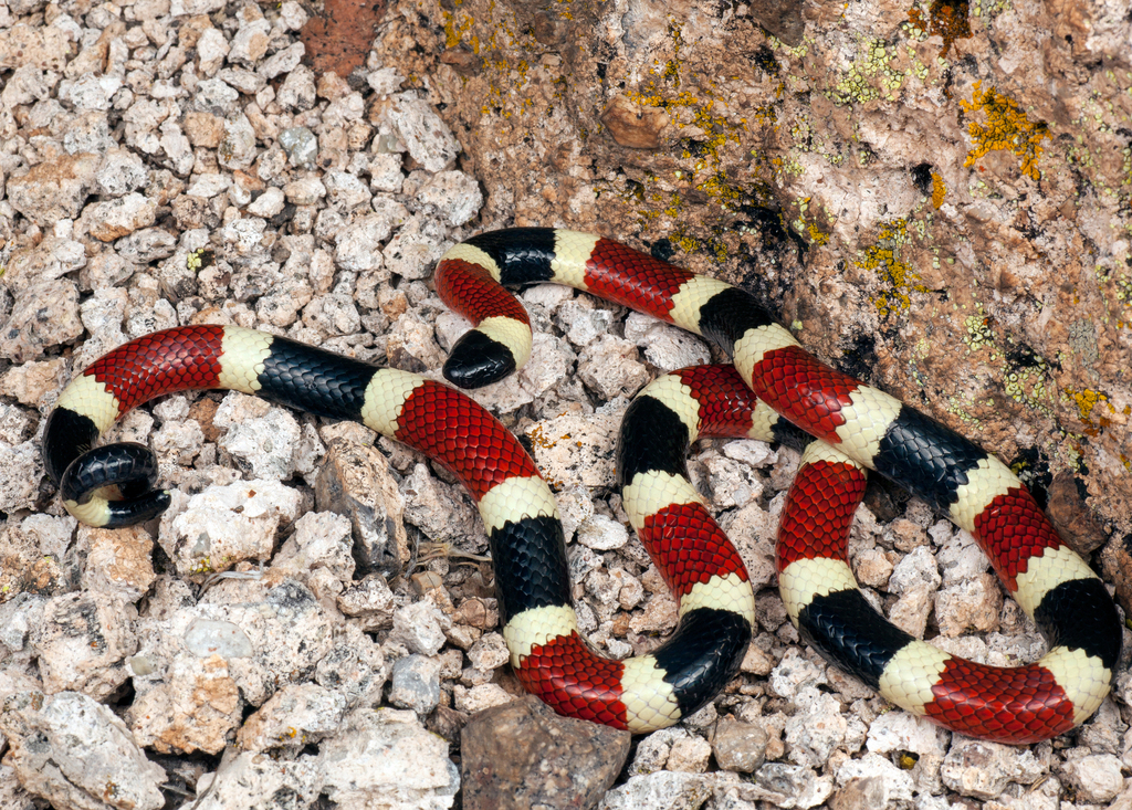 Sonoran Coralsnake