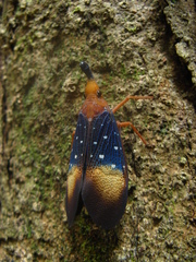 Pyrops gunjii