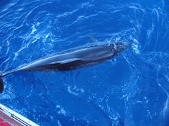 Stenella frontalis