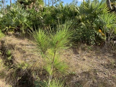 Pinus caribaea bahamensis