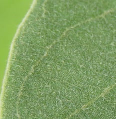 Byrsonima verbascifolia