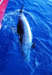 Stenella frontalis